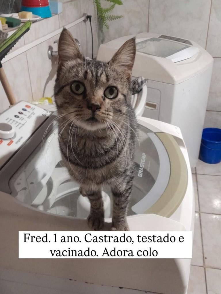 Fred, gato de porte pequeno para adoção em Rio de Janeiro - RJ