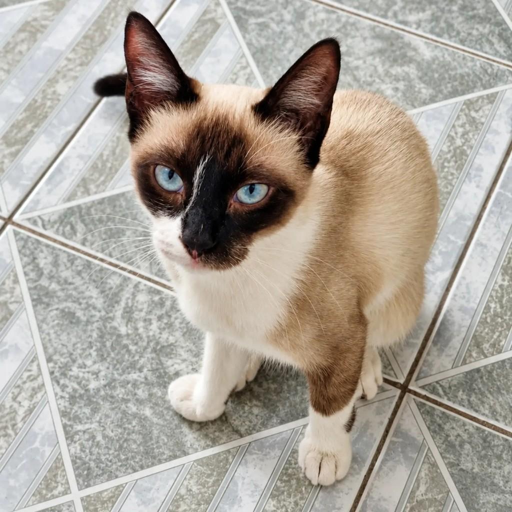 Cristal, gata de porte pequeno para adoção em Rio de Janeiro - RJ