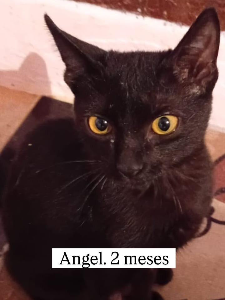 Angel, gata de porte pequeno para adoção em Rio de Janeiro - RJ