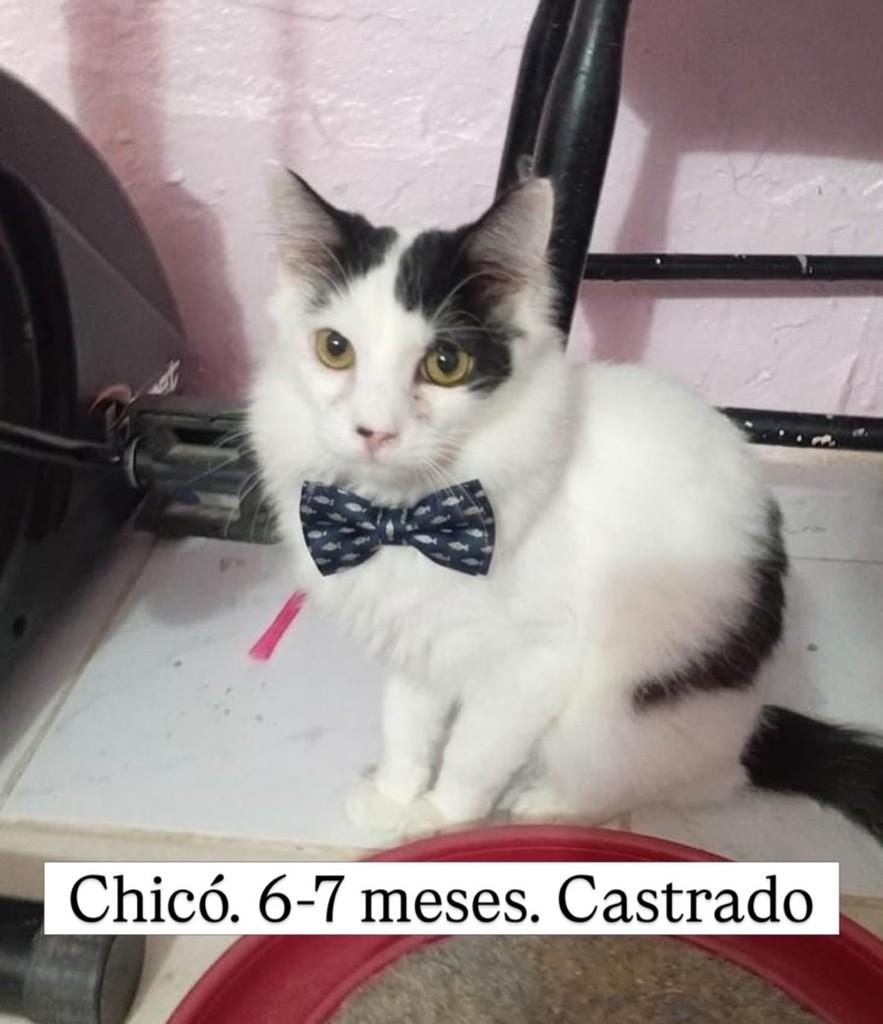 Chicó, gato de porte pequeno para adoção em Rio de Janeiro - RJ