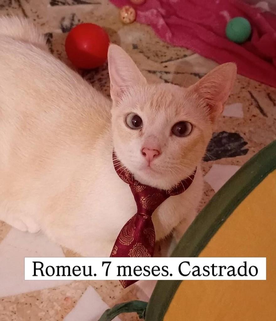 Romeu, gato de porte pequeno para adoção em Rio de Janeiro - RJ