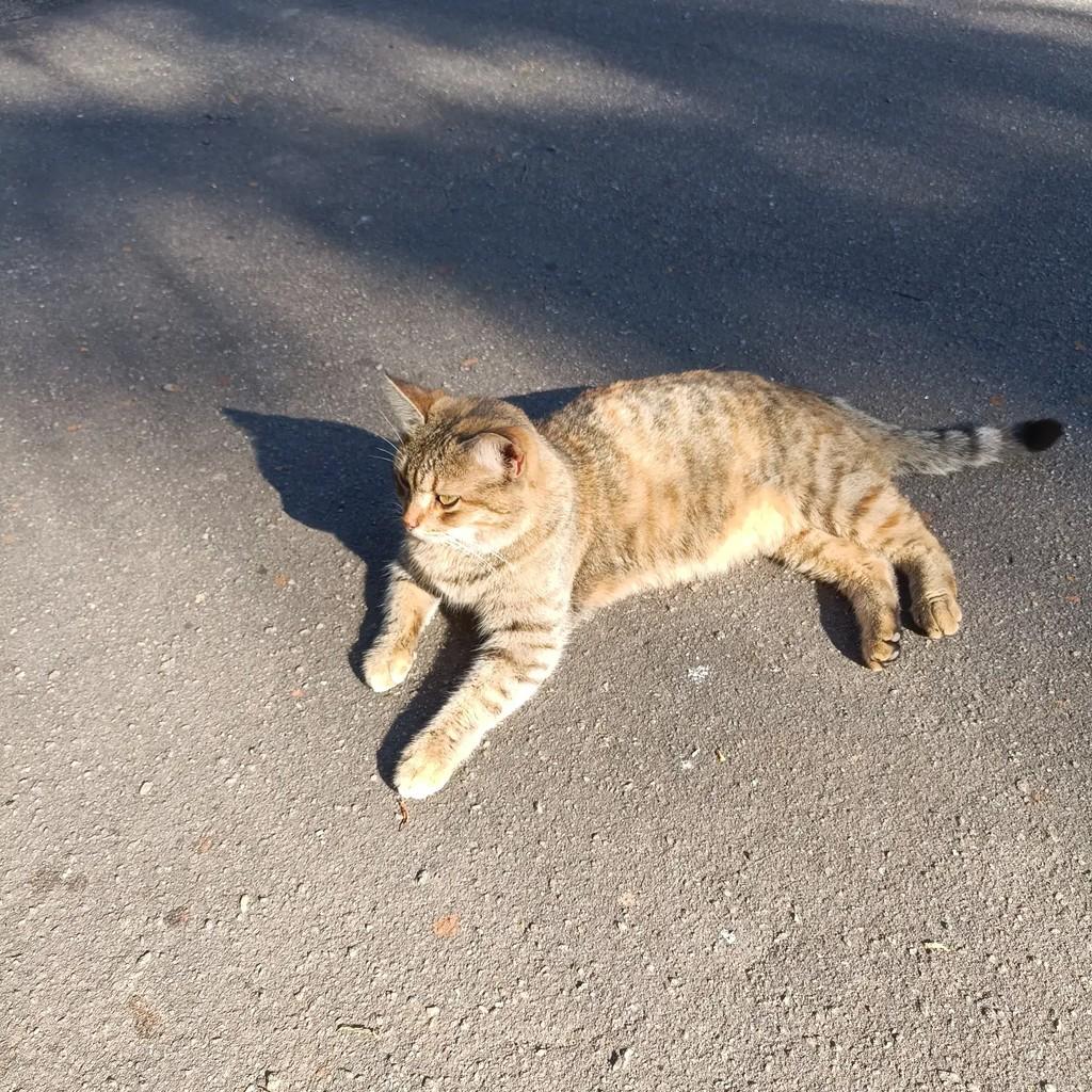 Shakira, gata de porte médio para adoção em Rio de Janeiro - RJ
