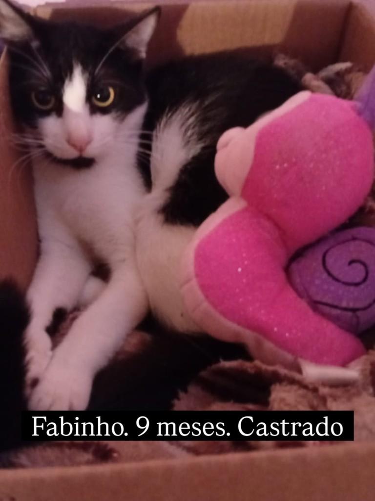 Fabinho, gato de porte pequeno para adoção em Rio de Janeiro - RJ