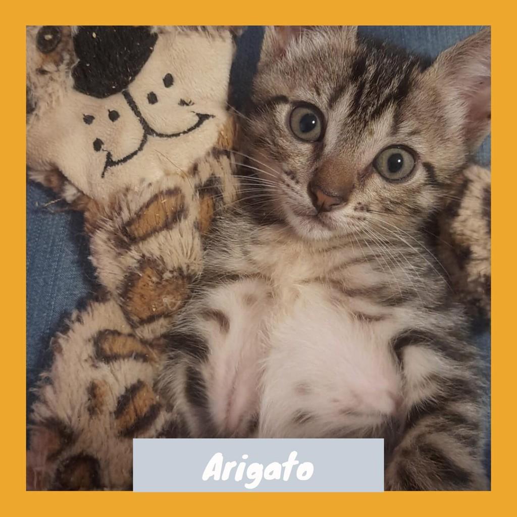 Arigato, gato de porte pequeno para adoção em Rio de Janeiro - RJ