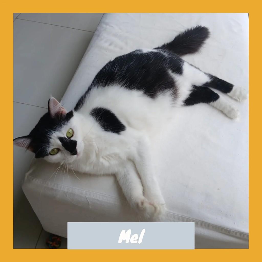 Mel, gata de porte médio para adoção em Rio de Janeiro - RJ