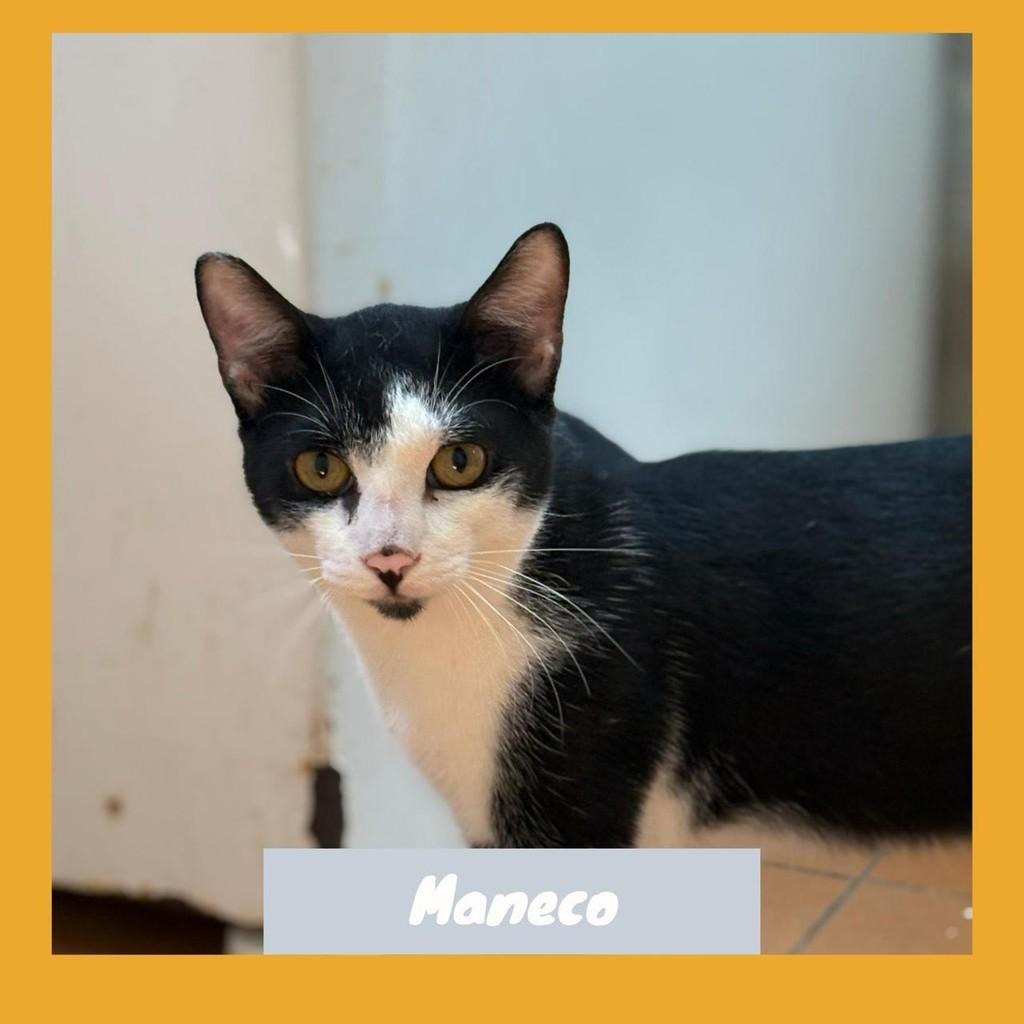 Maneco, gato de porte médio para adoção em Rio de Janeiro - RJ