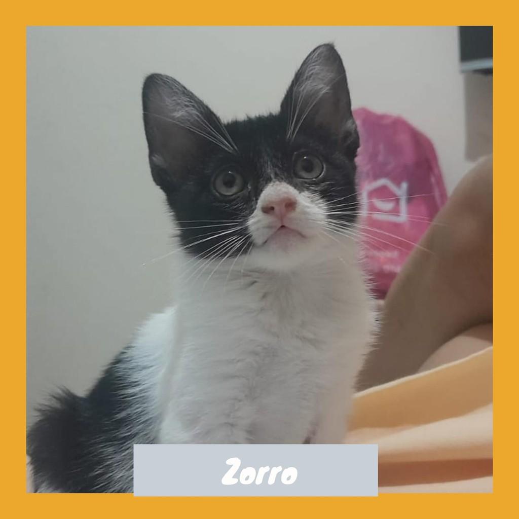 Zorro, gato para adoção em Rio de Janeiro - RJ