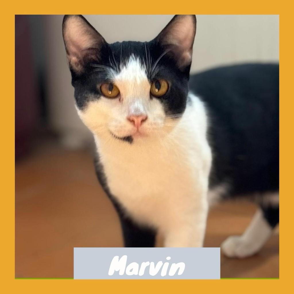 Marvin, gato de porte médio para adoção em Rio de Janeiro - RJ