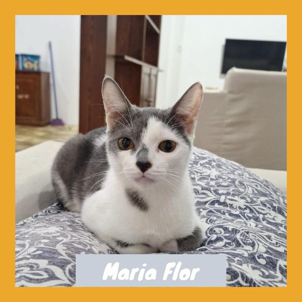 Maria Flor, gata de porte pequeno para adoção em Rio de Janeiro - RJ