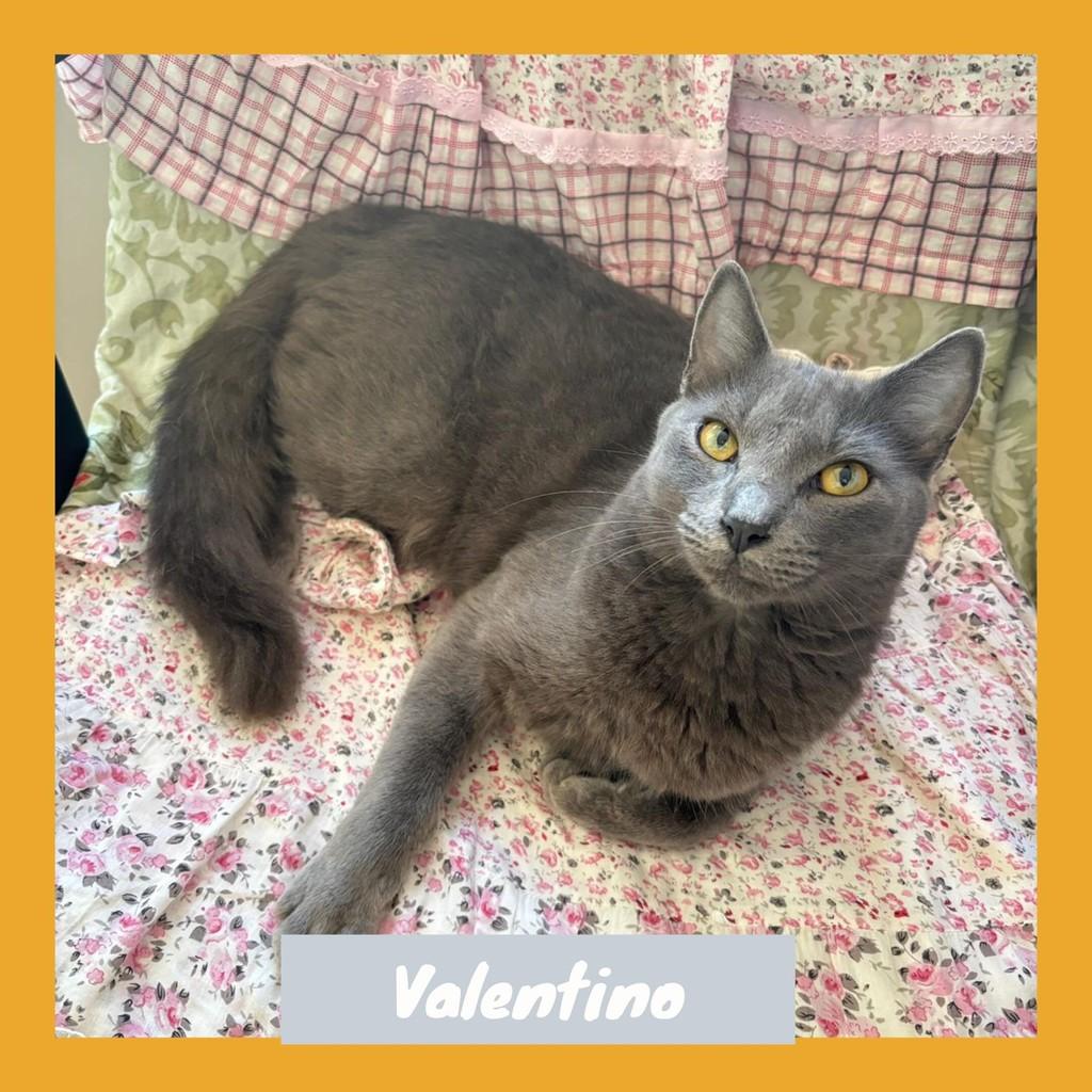 Valentino, gato de porte grande para adoção em Rio de Janeiro - RJ