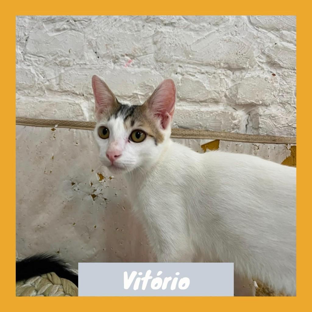 Vitório, gato de porte pequeno para adoção em Rio de Janeiro - RJ