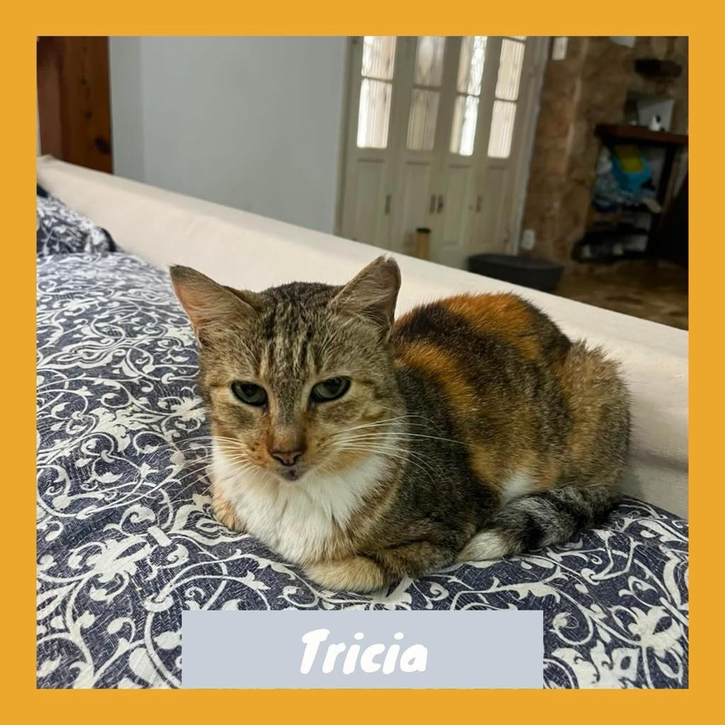 Trícia, gata de porte médio para adoção em Rio de Janeiro - RJ