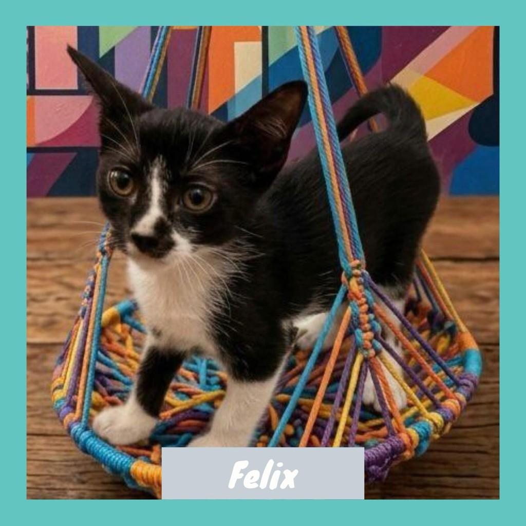 Félix, gato de porte pequeno para adoção em Rio de Janeiro - RJ