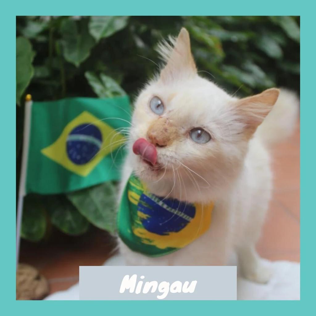 Mingau, gato de porte pequeno para adoção em Rio de Janeiro - RJ