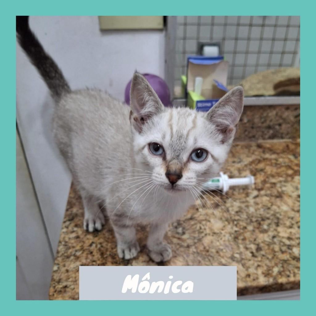 Mônica, gata para adoção em Rio de Janeiro - RJ