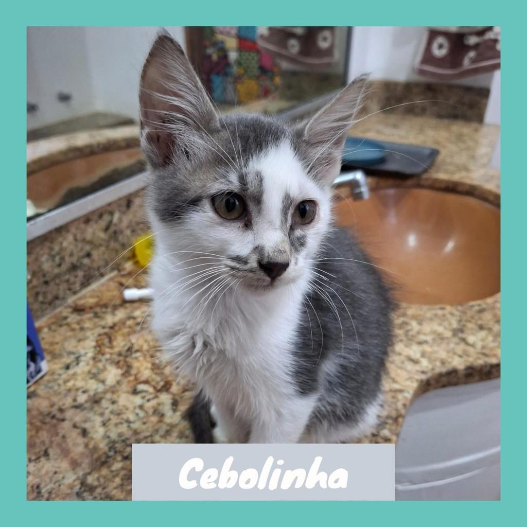Cebolinha, gato de porte pequeno para adoção em Rio de Janeiro - RJ