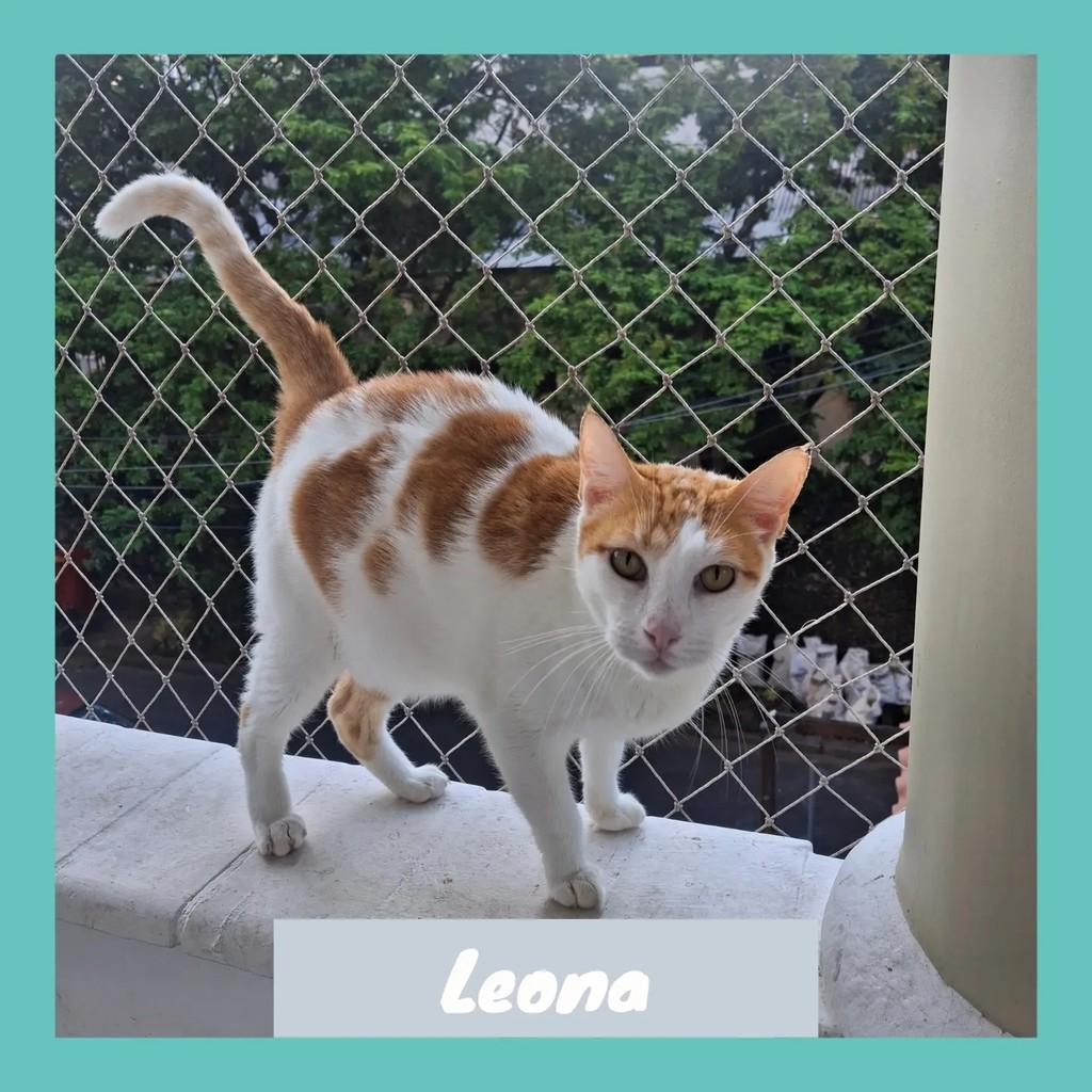 Leona, gata de porte médio para adoção em Rio de Janeiro - RJ