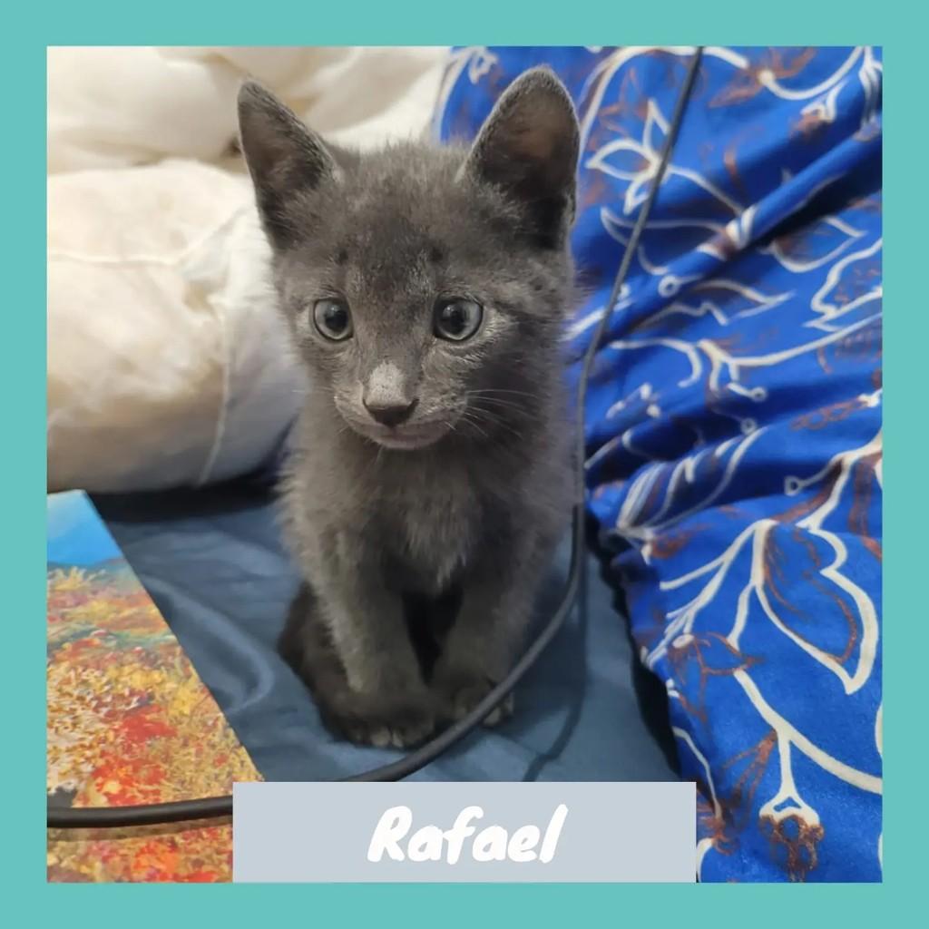 Rafael, gato de porte pequeno para adoção em Rio de Janeiro - RJ
