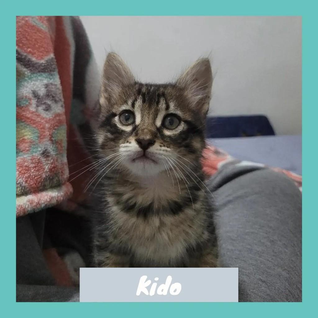 Kido, gato de porte pequeno para adoção em Rio de Janeiro - RJ