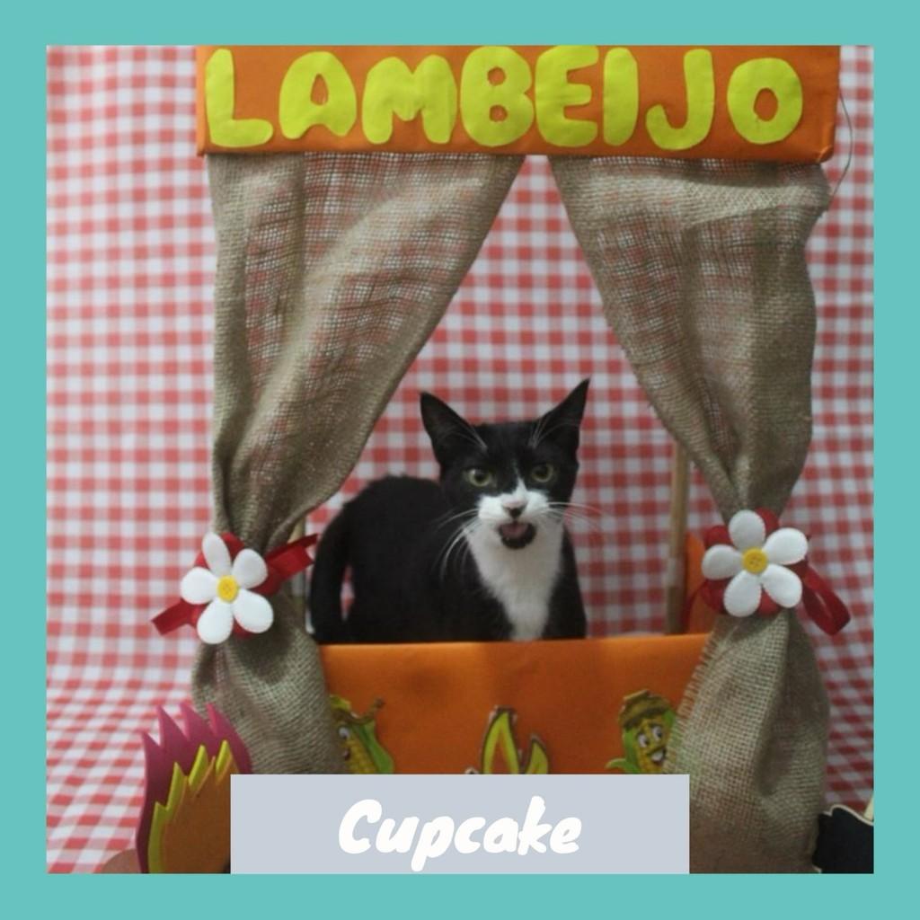Cupcake, gata para adoção em Rio de Janeiro - RJ