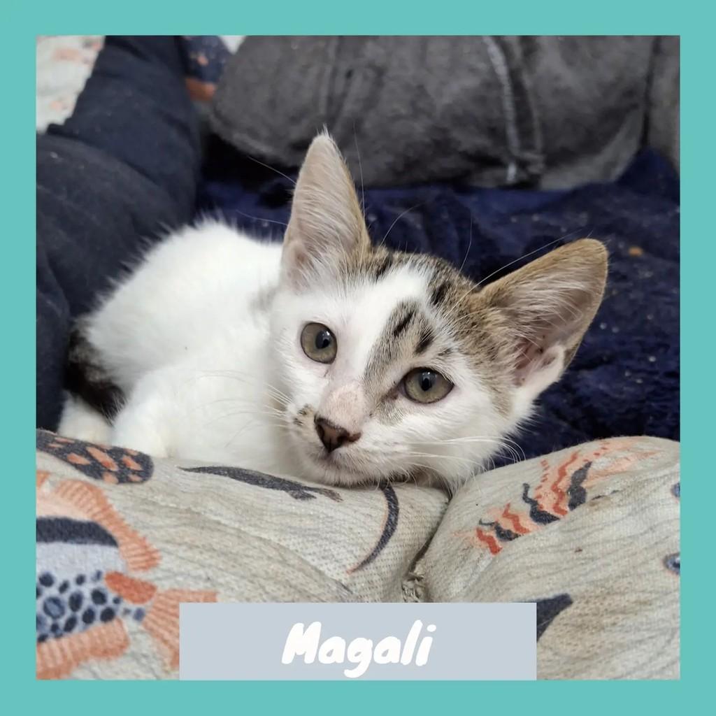 Magali, gato de porte pequeno para adoção em Rio de Janeiro - RJ