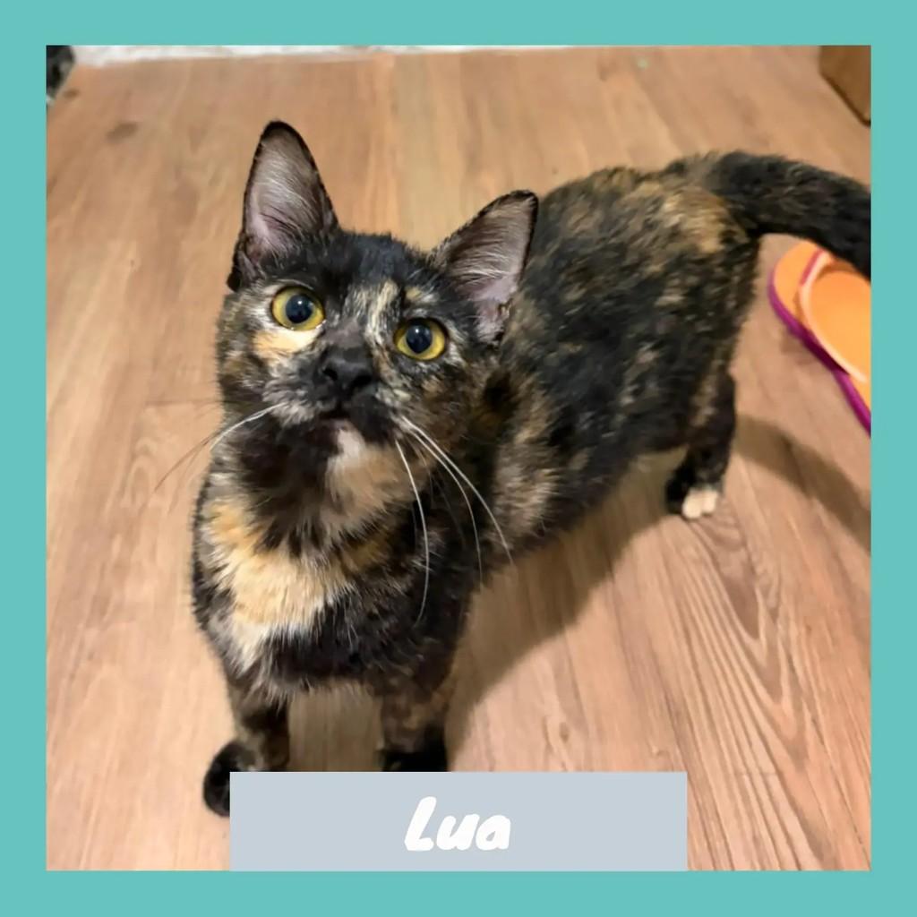 Lua, gato de porte pequeno para adoção em Rio de Janeiro - RJ