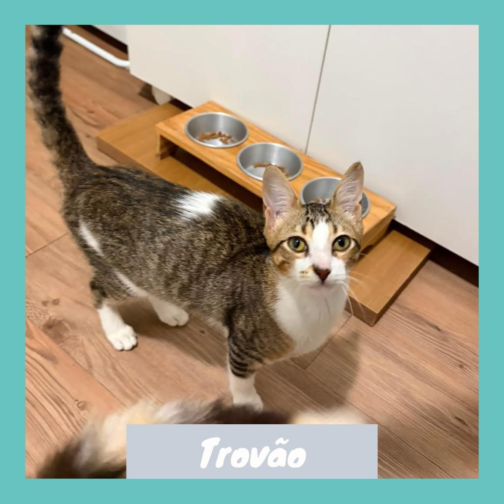 Trovão, gato de porte médio para adoção em Rio de Janeiro - RJ