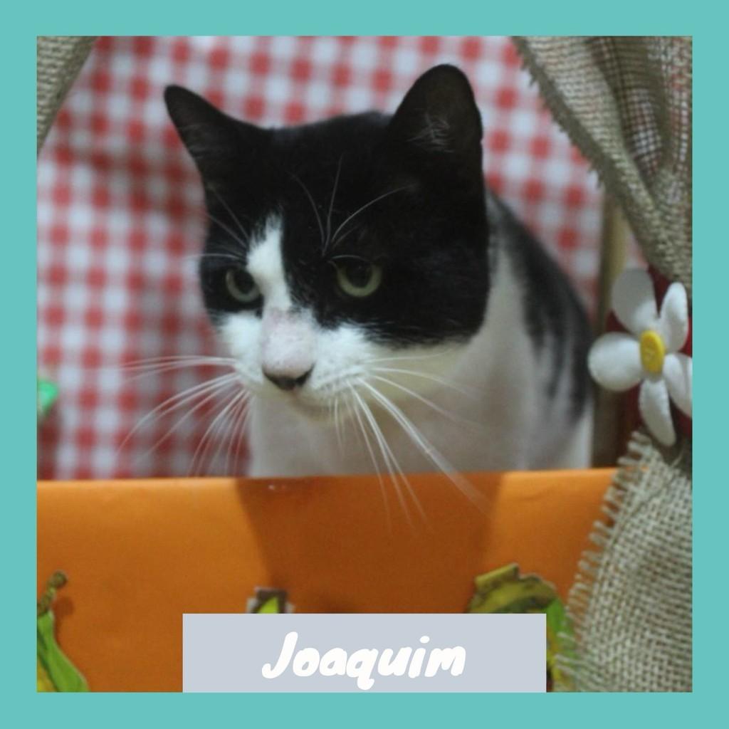 Joaquim, gato de porte médio para adoção em Rio de Janeiro - RJ