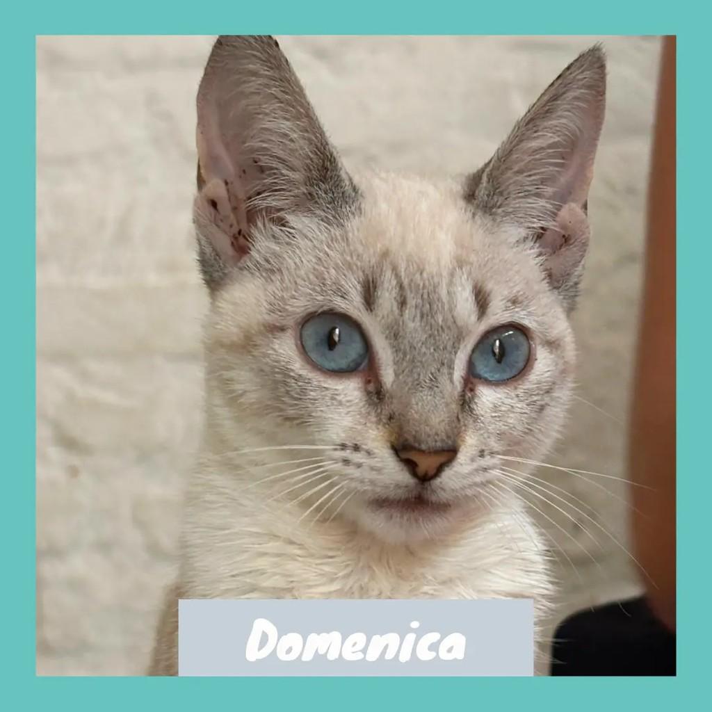 Domenica, gata de porte pequeno para adoção em Rio de Janeiro - RJ
