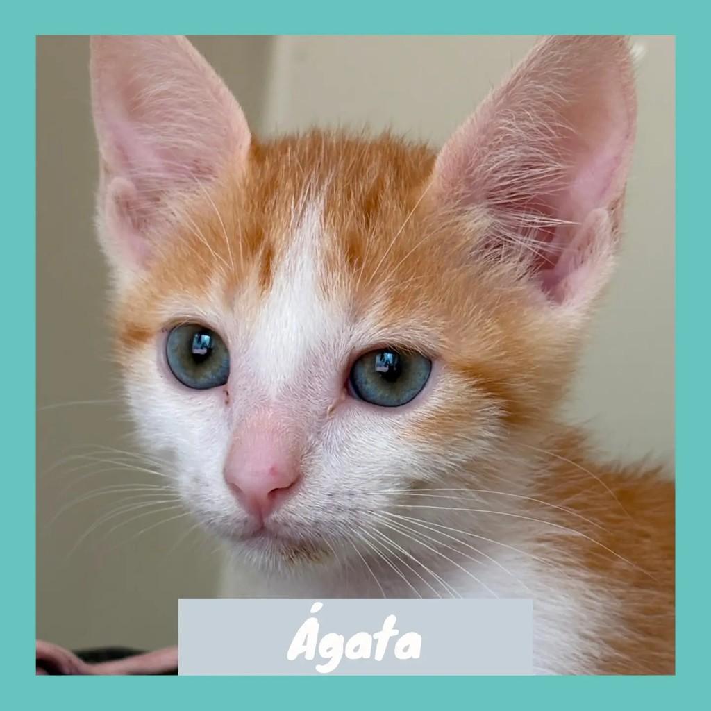 Ágata, gata para adoção em Rio de Janeiro - RJ