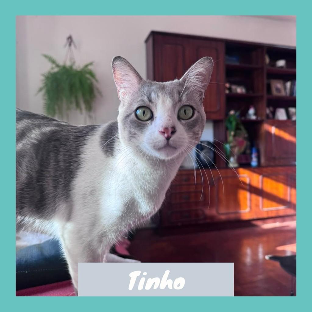 Tinho, gato de porte pequeno para adoção em Rio de Janeiro - RJ
