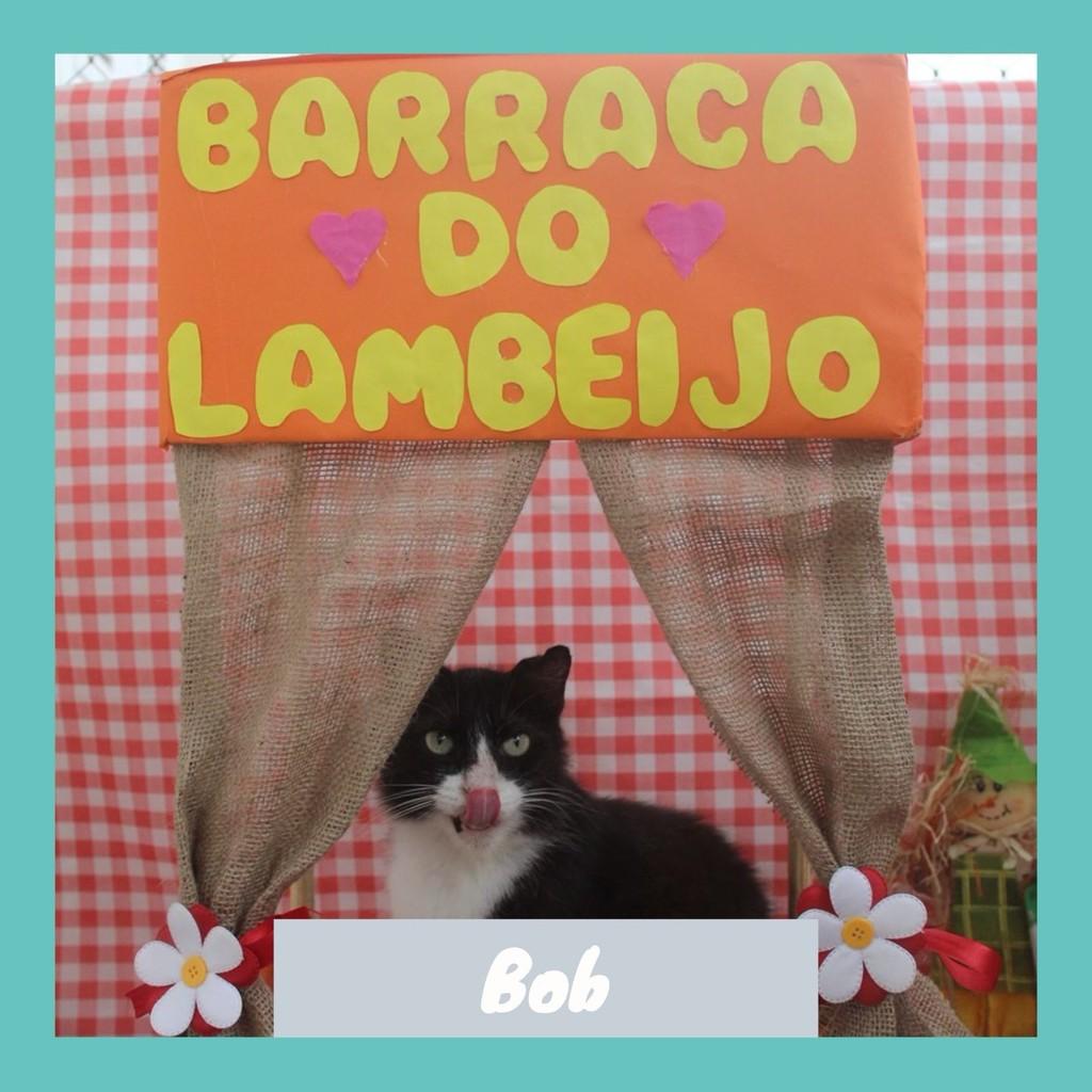 Bob Marley, gato de porte médio para adoção em Rio de Janeiro - RJ