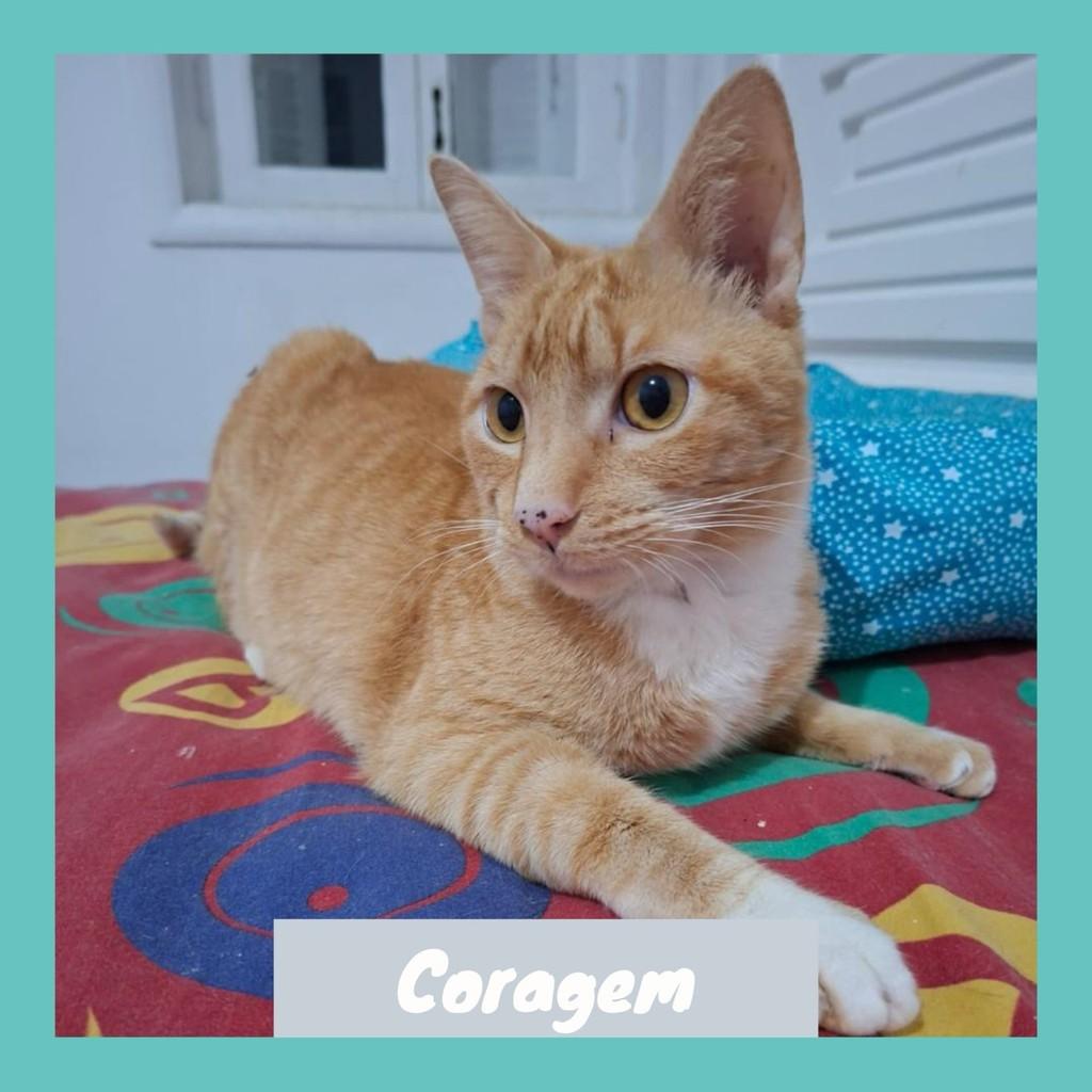 Coragem, gato de porte médio para adoção em Rio de Janeiro - RJ