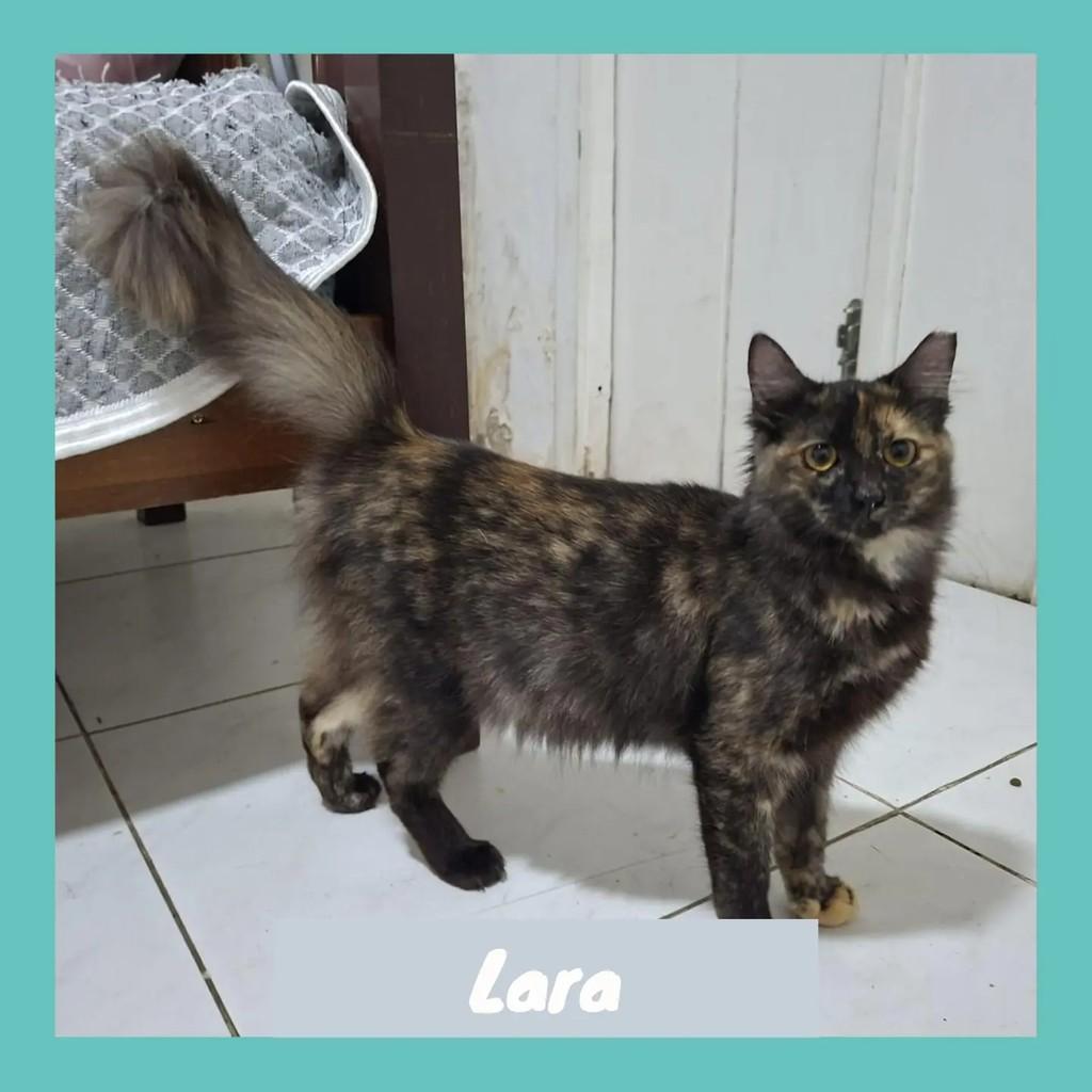 Lara, gata de porte médio para adoção em Rio de Janeiro - RJ