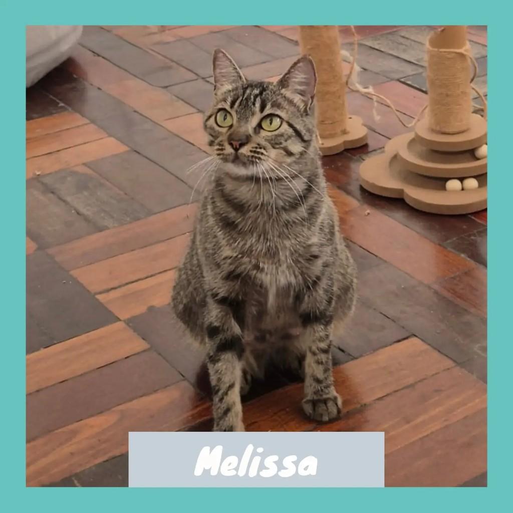 Melissa, gata de porte pequeno para adoção em Rio de Janeiro - RJ