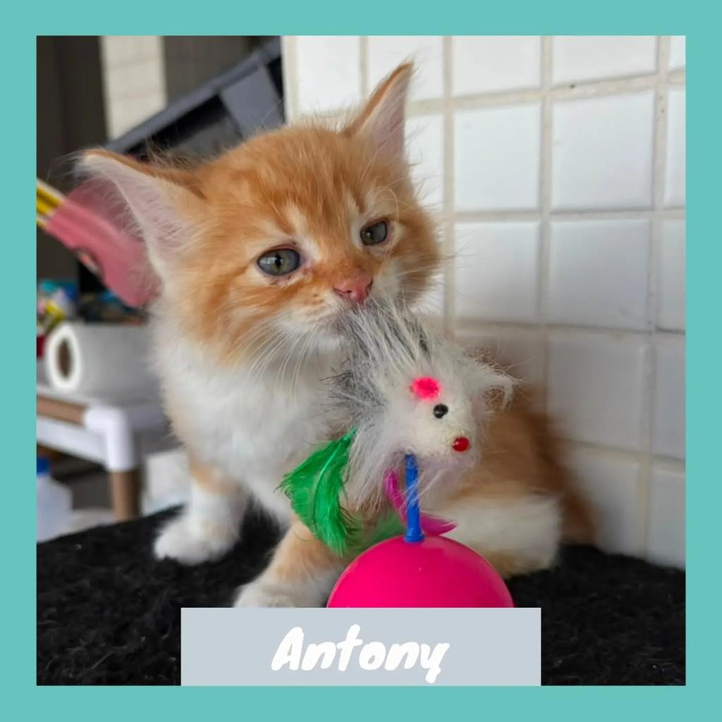 Antony, gato de porte pequeno para adoção em Nova Iguaçu - RJ