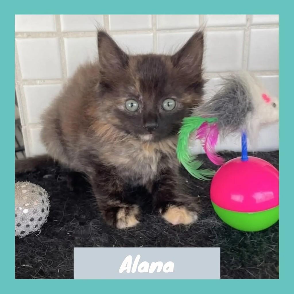 Alana, gato de porte pequeno para adoção em Nova Iguaçu - RJ