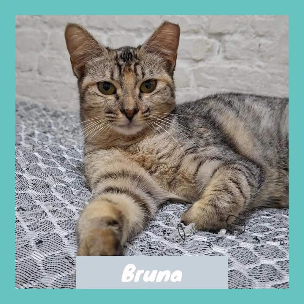Bruna, gato de porte médio para adoção em Rio de Janeiro - RJ