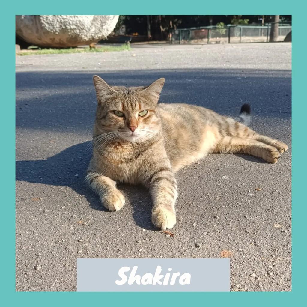 Shakira, gata de porte pequeno para adoção em Rio de Janeiro - RJ