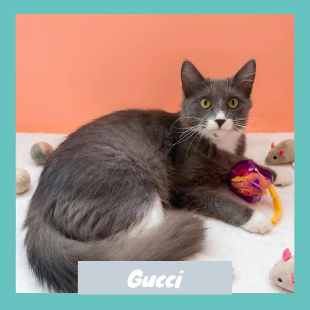 Gucci, gata de porte médio para adoção em Rio de Janeiro - RJ
