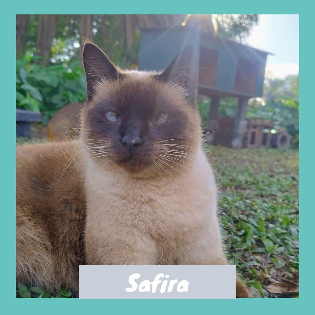 Safira, gata de porte médio para adoção em Rio de Janeiro - RJ