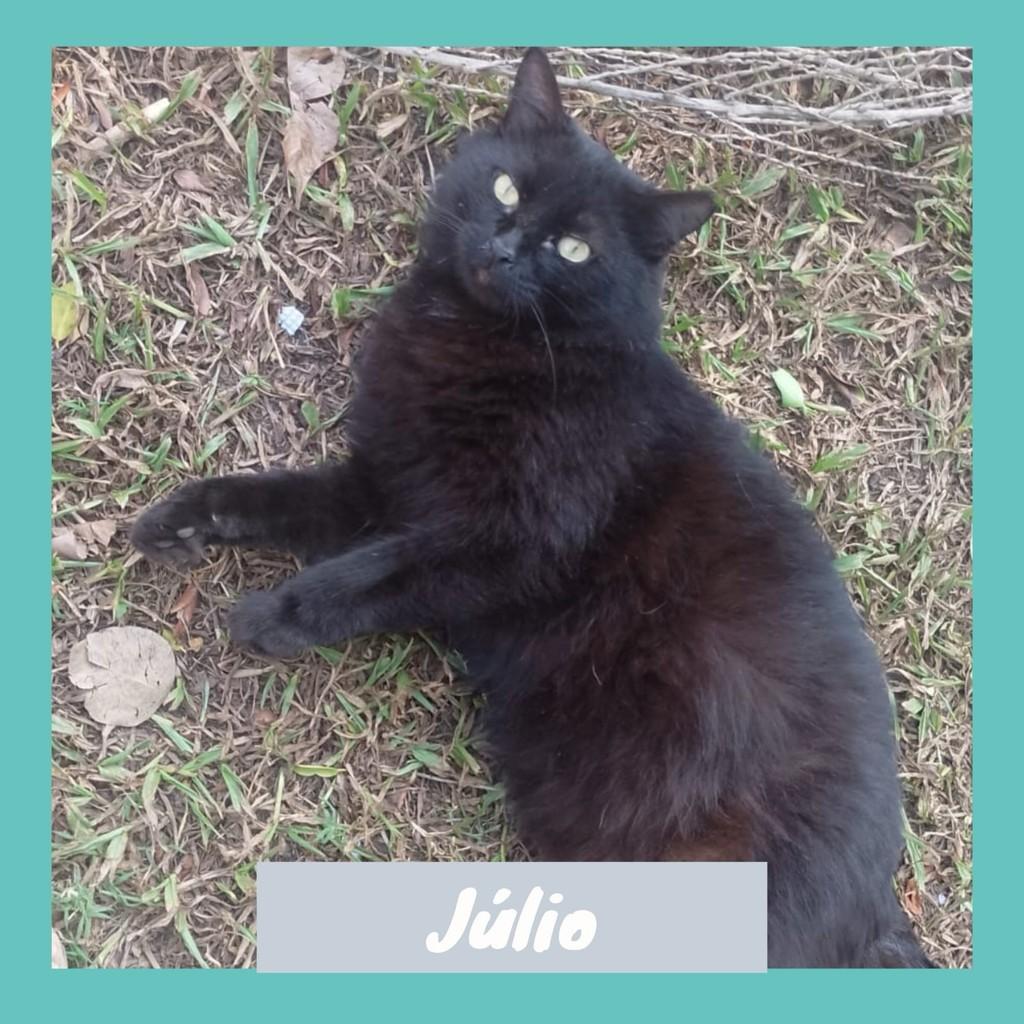Júlio, gato de porte médio para adoção em Rio de Janeiro - RJ