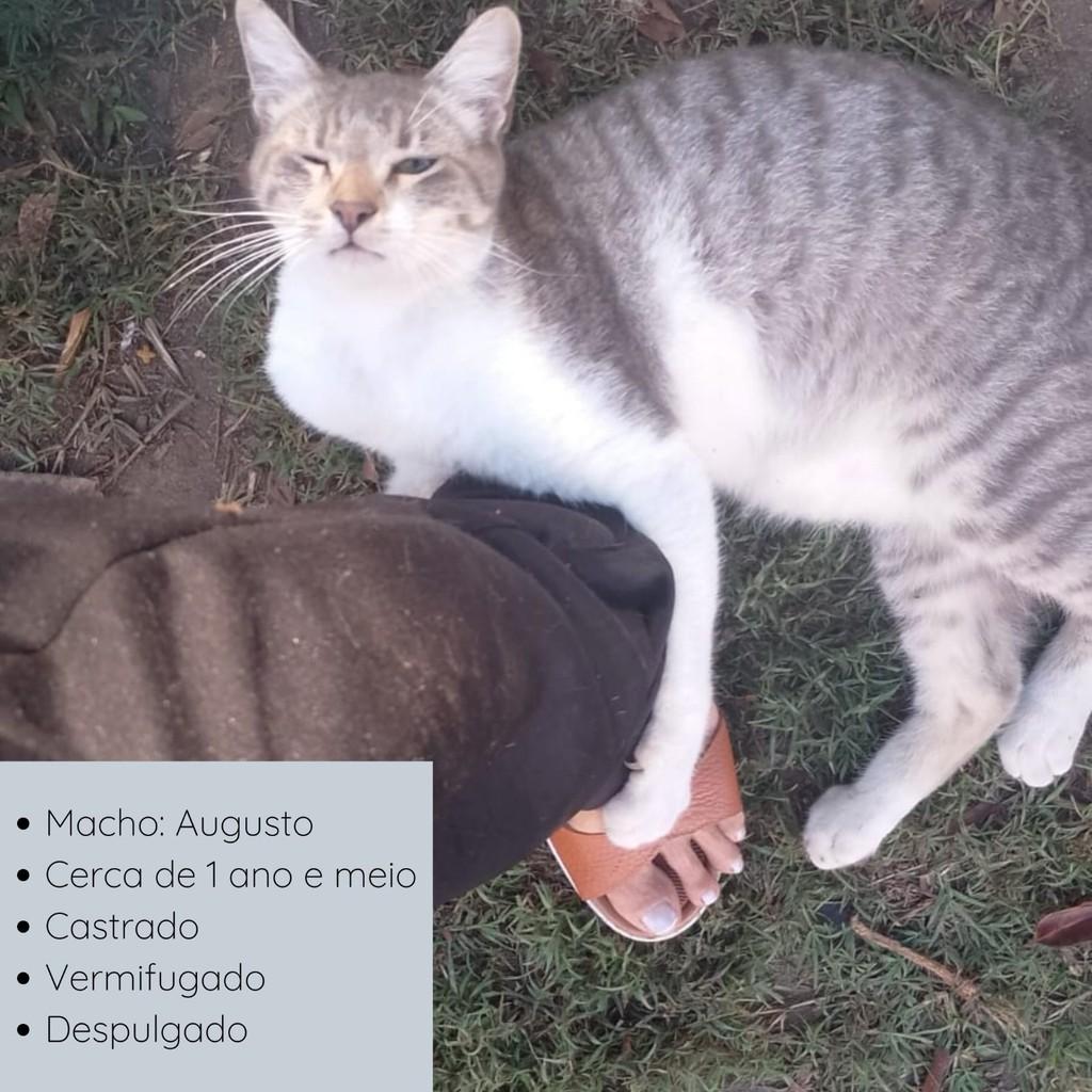 Augusto, gato de porte pequeno para adoção em Rio de Janeiro - RJ