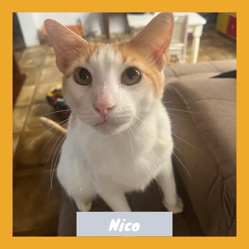 Nico, gato de porte médio para adoção em Rio de Janeiro - RJ