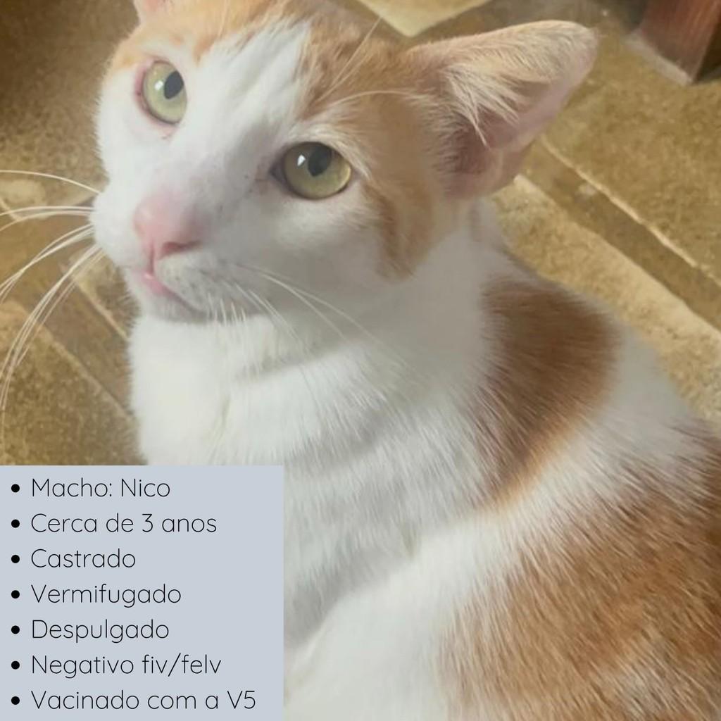 Nico, gato de porte médio para adoção em Rio de Janeiro - RJ — foto 2 de 17