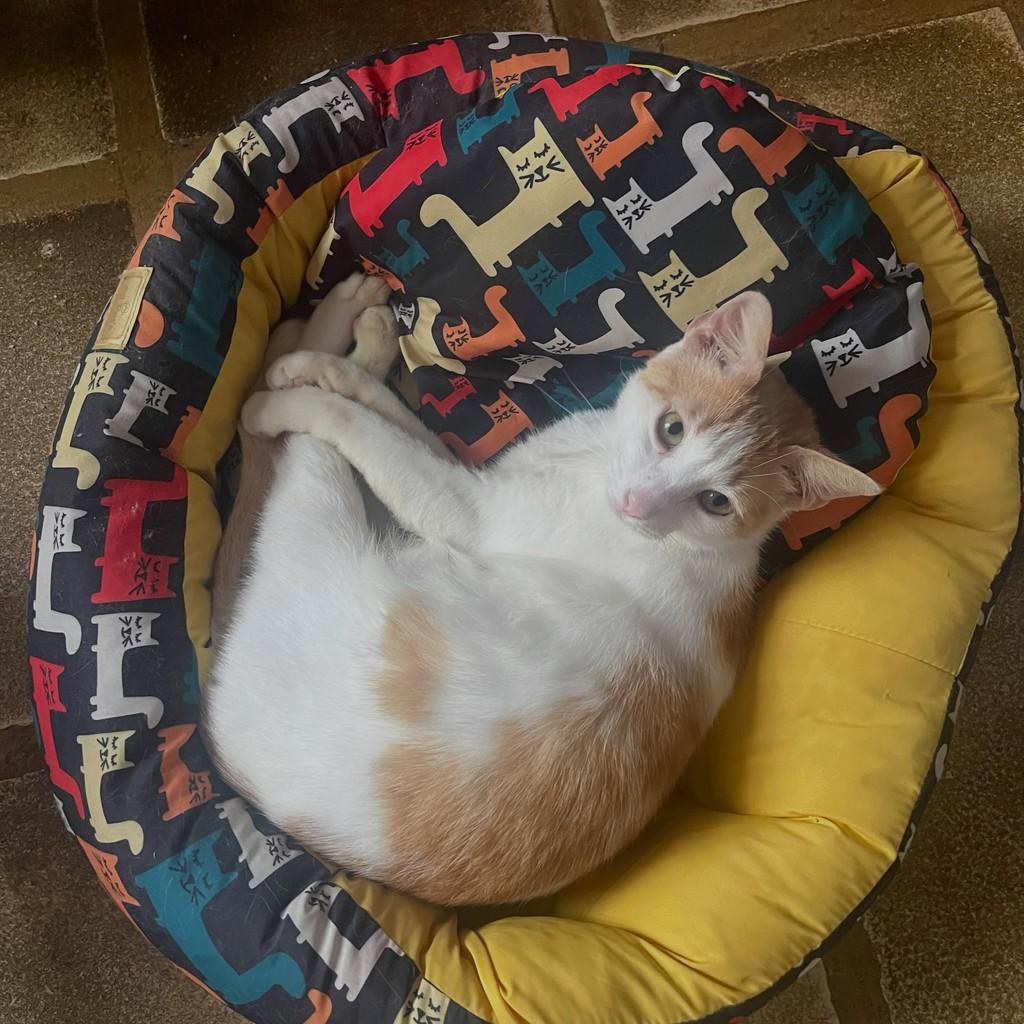 Nico, gato de porte médio para adoção em Rio de Janeiro - RJ — foto 3 de 17
