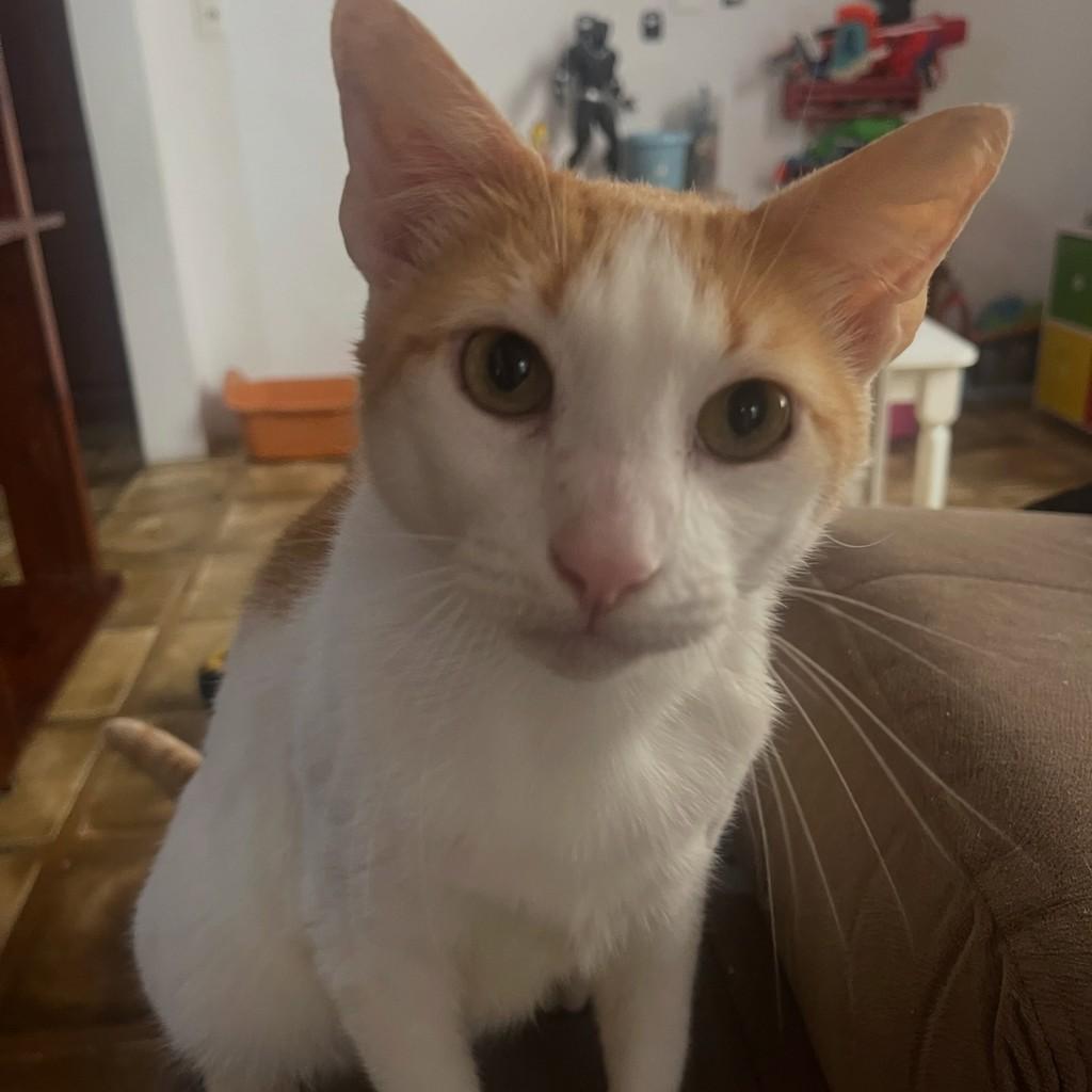 Nico, gato de porte médio para adoção em Rio de Janeiro - RJ — foto 4 de 17