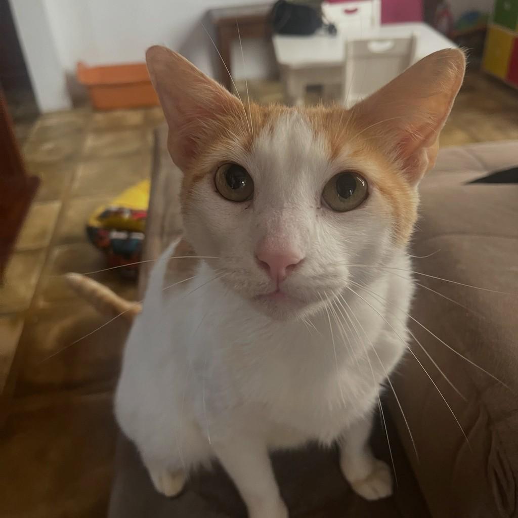 Nico, gato de porte médio para adoção em Rio de Janeiro - RJ — foto 5 de 17