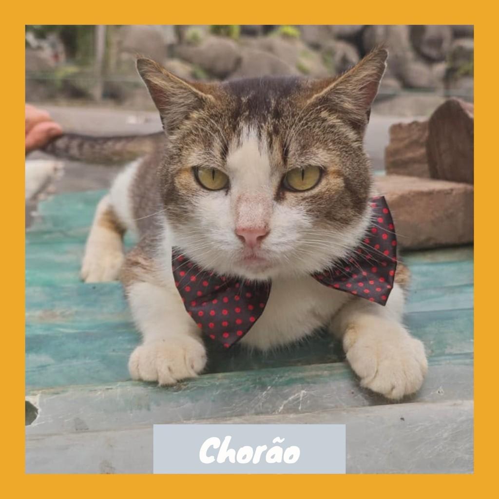 Chorão, gato de porte médio para adoção em Rio de Janeiro - RJ