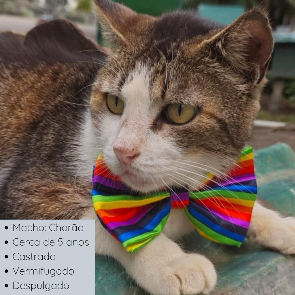 Chorão, gato de porte médio para adoção em Rio de Janeiro - RJ — foto 2 de 8